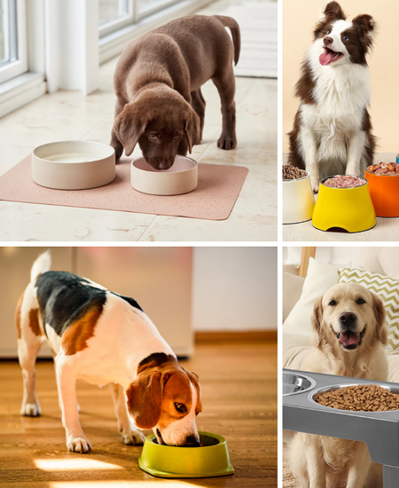 Say Goodbye to Messy Floors: The Game-Changing Elevated Dog Bowl