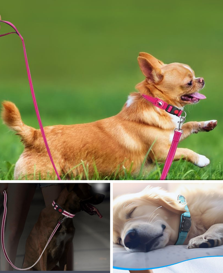 Don't Lose Your Pup - Check Out The Best Airtag Dog Collars