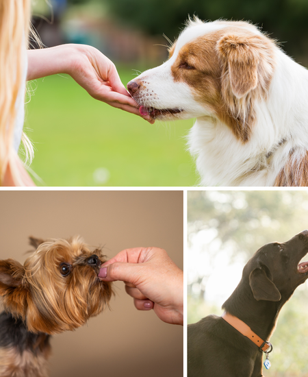 Discover The Taste Sensation: Our Top Picks For Freeze-Dried Dog Treats!